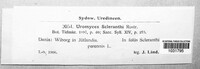Uromyces scleranthi image